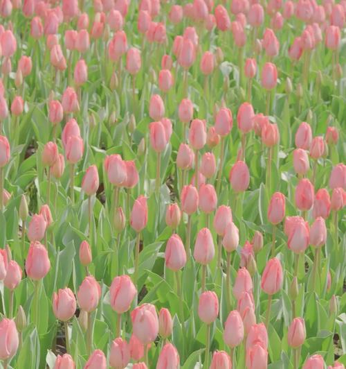 郁金香之美（探寻郁金香的花语和神秘魅力）