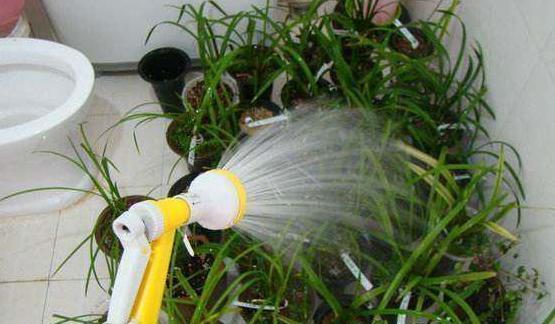 淘米水直接浇花有害吗？如何正确使用淘米水作为肥料？