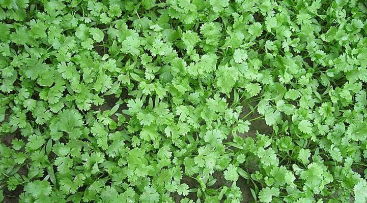 香菜种子有毒吗？食用安全性和种植注意事项是什么？