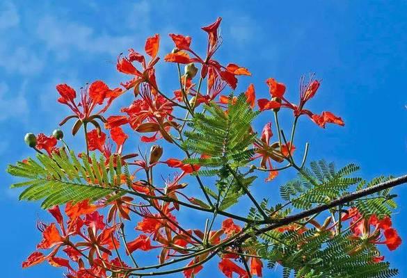 凤凰树——生命力与重生的象征（凤凰树的神奇魅力与传说）