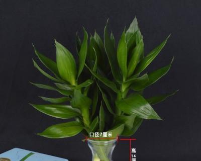 水培莲花竹养护方法有哪些？如何解决常见问题？