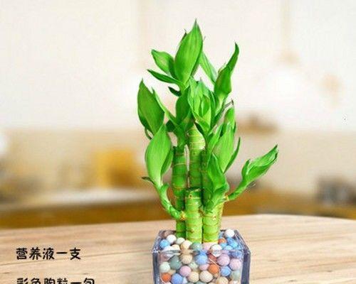 水培莲花竹养护方法有哪些？如何解决常见问题？