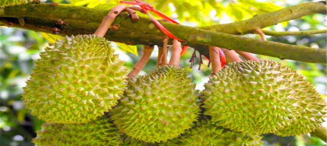 榴莲怎么挑选好吃的？掌握这些技巧轻松选到优质果肉！