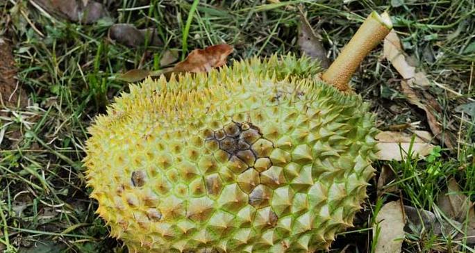 榴莲怎么挑选好吃的？掌握这些技巧轻松选到优质果肉！