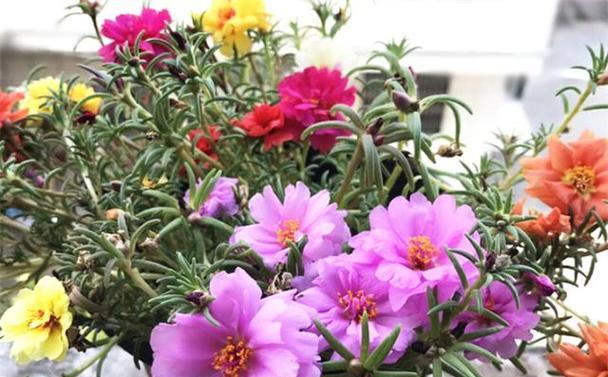 向日葵的象征意义（揭示向日葵所代表的秘密）