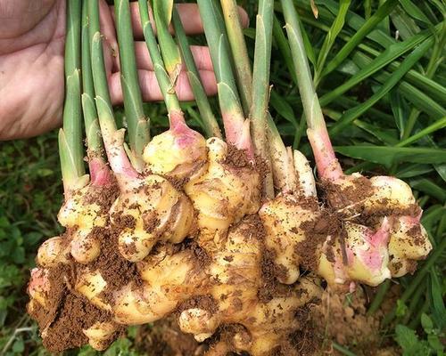 生姜种植需要哪些条件？栽种时气候条件如何影响产量？