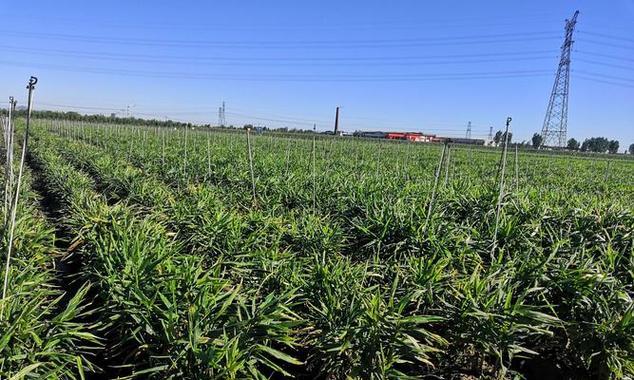 生姜种植需要哪些条件？栽种时气候条件如何影响产量？
