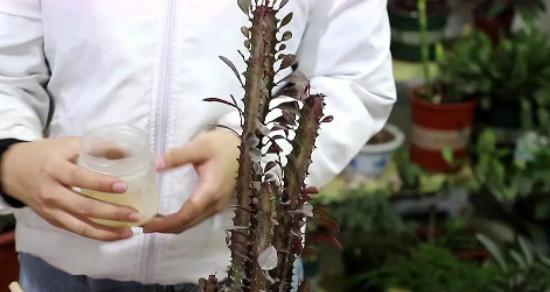 龙骨不长叶子怎么办？如何促进其健康生长？