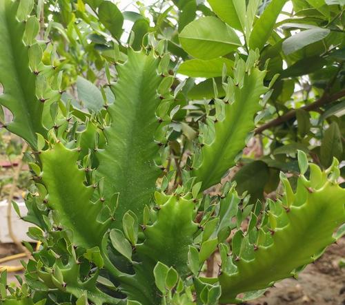 龙骨不长叶子怎么办？如何促进其健康生长？