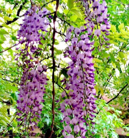 紫藤花语之美——生命的坚韧与繁华（探寻紫藤花的深层意义）