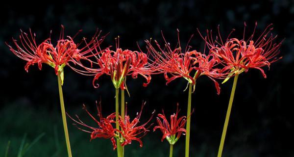 曼陀罗华-神秘花语与寓意（曼陀罗华的起源）