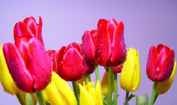 郁金香花语与其深层代表意义（探索郁金香的美与哲学）