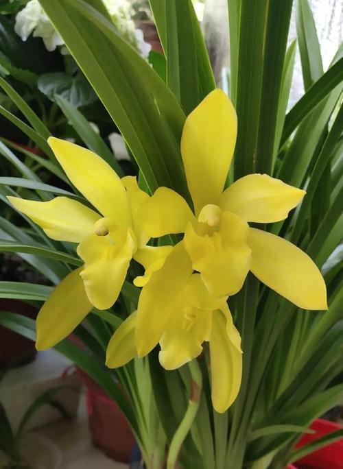 兰花小神童一年能开几次花？开花周期和养护技巧是什么？