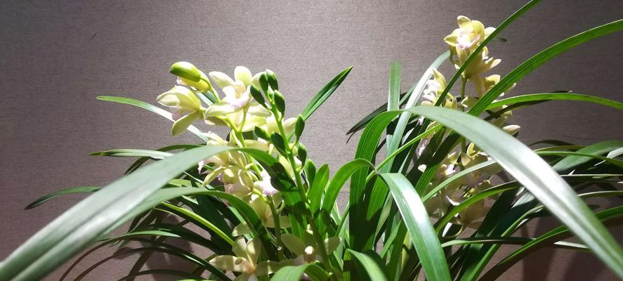 兰花小神童一年能开几次花？开花周期和养护技巧是什么？