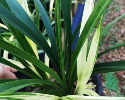 兰花小神童一年能开几次花？开花周期和养护技巧是什么？