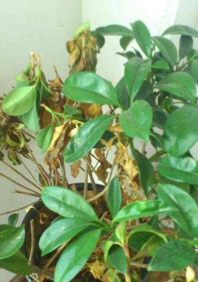 风车茉莉掉叶子怎么办？如何有效防止和处理？