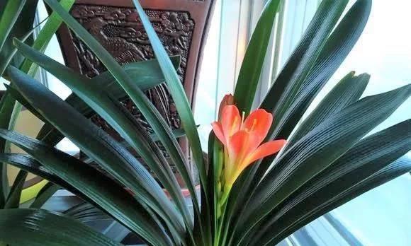 君子兰多久浇水一次？如何正确掌握浇水频率？