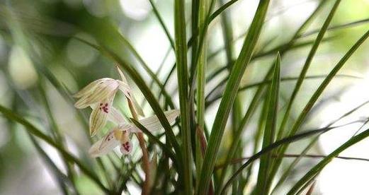 兰花花期如何管理？花期管理要点有哪些？