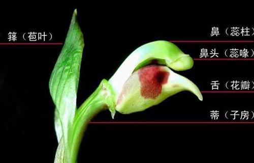 兰花花期如何管理？花期管理要点有哪些？
