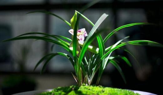 兰花花期如何管理？花期管理要点有哪些？