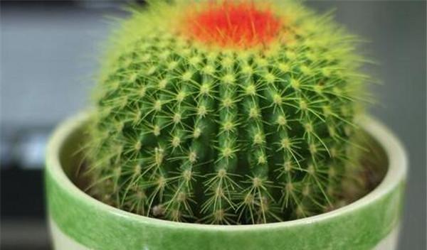 仙人球应该使用哪种肥料？如何正确施肥？