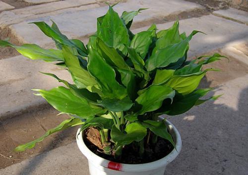 万年青开花（探寻万年青开花的兆头与寓意）