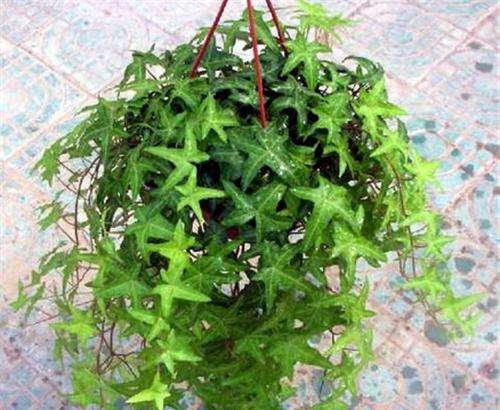 常春藤花语（探索常春藤花语的含义）