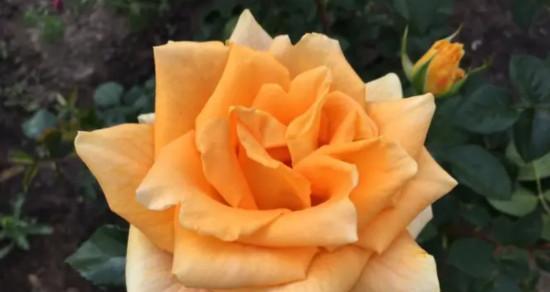 黄玫瑰花的花语与寓意（揭开黄玫瑰花的秘密）