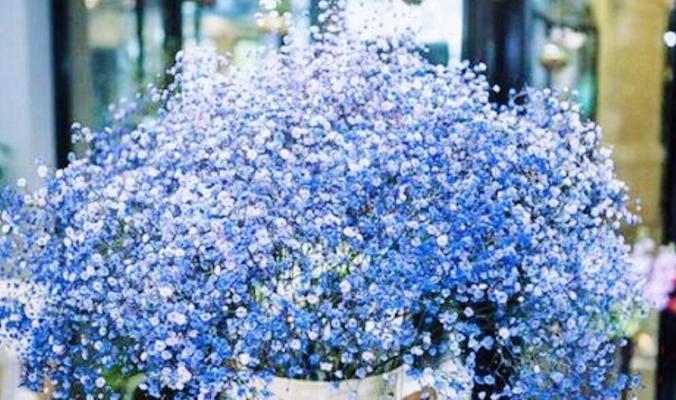 白色满天星花的花语与寓意（探索白色满天星的神秘力量）