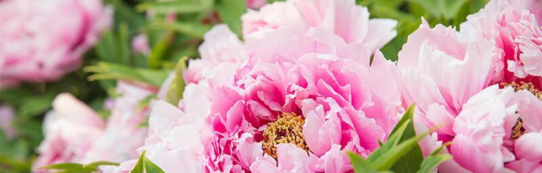 牡丹花语寓意象征（以花传情）