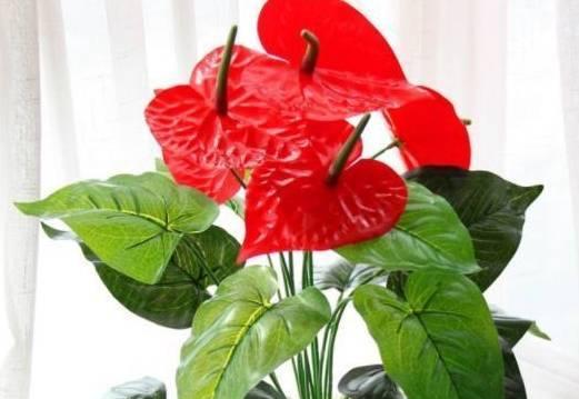 红掌不开花是什么原因？如何解决红掌不开花的问题？