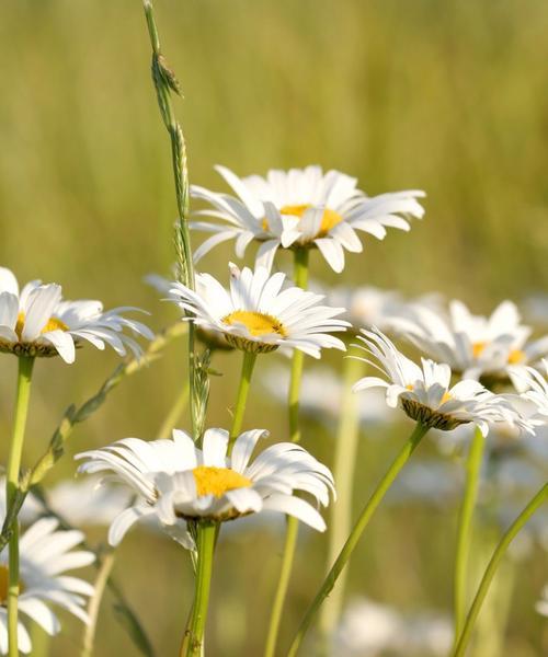 雏菊花的象征意义（探索雏菊花的文化象征和美学价值）