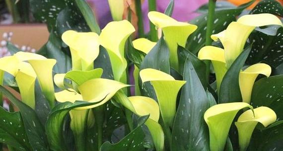 马蹄莲（传递力量和希望的马蹄莲花）