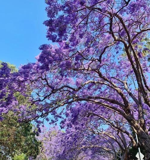 以蓝楹花为主题的文章（蓝楹花语的意义与象征及其对我们生活的启示）