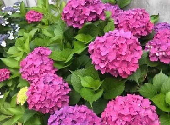 适合庭院种植的花卉有哪些？如何选择适合的植物？