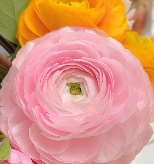 粉色牡丹花的寓意与象征（唤起美好回忆的花海鲜明芳香的粉色牡丹花）