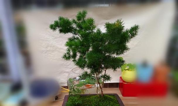 蓬莱松用深盆还是浅盆好？哪种更适合蓬莱松生长？