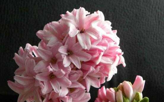 风信子花的象征意义（探索风信子的寓意和象征）