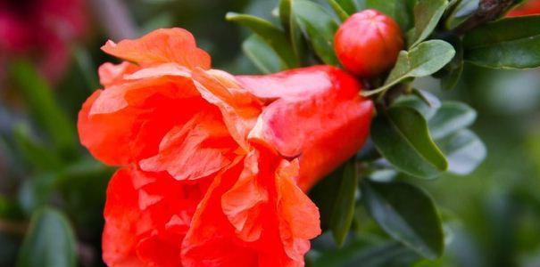 石榴花的寓意与象征（探寻石榴花在文化中的深远意义）