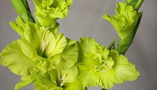 剑兰的花期是什么时候？如何延长剑兰花期？