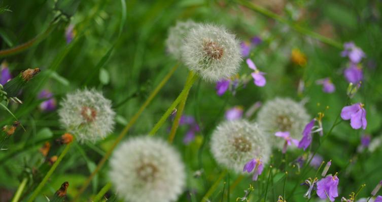 蒲公英的花语及意义（蒲公英花的寓意和象征）
