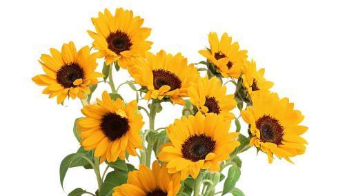 向日葵花语（以自信和积极面对人生的力量）