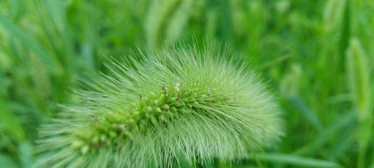 狗尾巴草的花语及其深刻含义（探寻狗尾巴草的神秘语言与寓意）