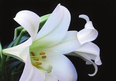 白百合花的象征意义（探寻白百合花的深层含义）