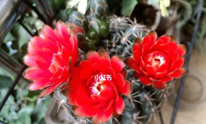 仙人球花开的寓意与象征（仙人球花的生命力与纯净之美）