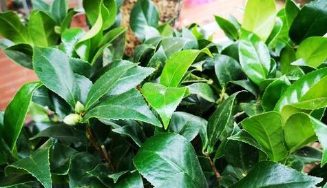 茶花的生长环境是什么？哪些地方条件最适合茶花生长？