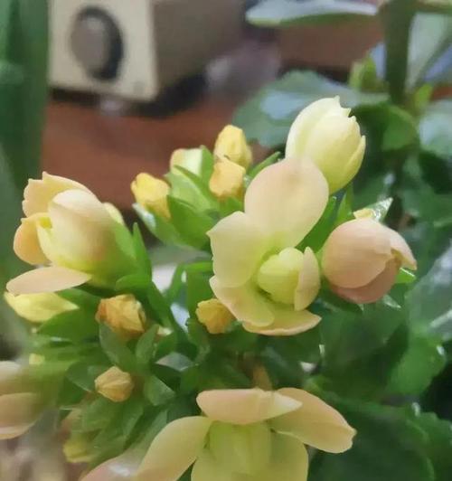 长寿花的寓意与象征风水（传承健康与长寿的生命之花）