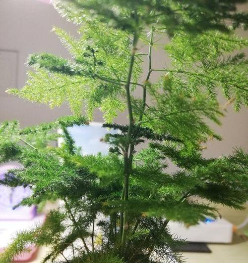 文竹浇水频率如何根据季节调整？春夏秋冬浇水有何区别？