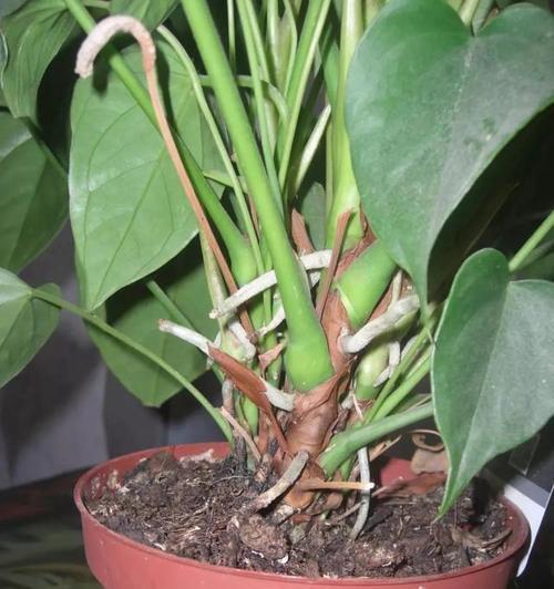 红掌换盆的最佳时机是什么时候？换盆后如何护理？