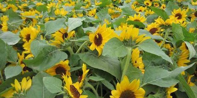 向日葵是植物吗？它属于一年生草本植物吗？